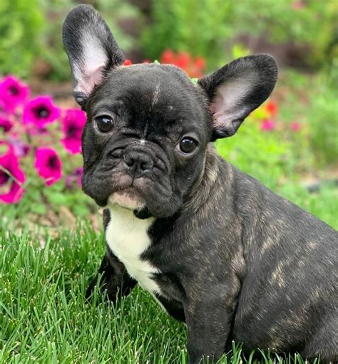 (Fayetteville) <b>French</b> <b>bulldog</b> <b>puppies</b> up for adoption. . French bulldogs craigslist